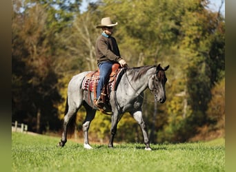 Caballo cuarto de milla Mestizo, Caballo castrado, 5 años, 152 cm, Ruano azulado