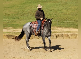 Caballo cuarto de milla Mestizo, Caballo castrado, 5 años, 152 cm, Ruano azulado