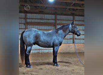 Caballo cuarto de milla, Caballo castrado, 5 años, 152 cm, Ruano azulado