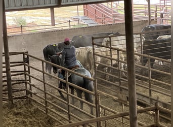 Caballo cuarto de milla, Caballo castrado, 5 años, 152 cm, Ruano azulado