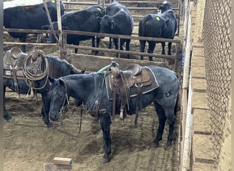 Caballo cuarto de milla, Caballo castrado, 5 años, 152 cm, Ruano azulado