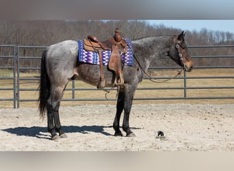 Caballo cuarto de milla, Caballo castrado, 5 años, 152 cm, Ruano azulado
