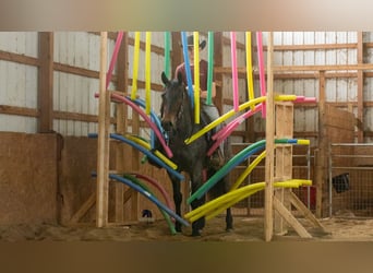 Caballo cuarto de milla, Caballo castrado, 5 años, 152 cm, Ruano azulado