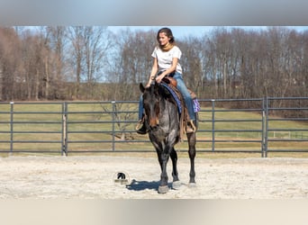 Caballo cuarto de milla, Caballo castrado, 5 años, 152 cm, Ruano azulado