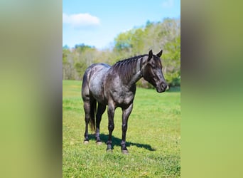 Caballo cuarto de milla, Caballo castrado, 5 años, 152 cm, Ruano azulado