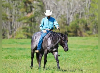 Caballo cuarto de milla, Caballo castrado, 5 años, 152 cm, Ruano azulado