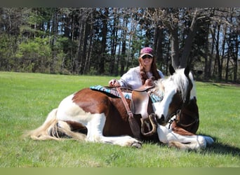 Caballo cuarto de milla, Caballo castrado, 5 años, 152 cm, Tobiano-todas las-capas