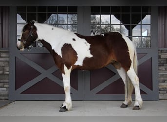 Caballo cuarto de milla, Caballo castrado, 5 años, 152 cm, Tobiano-todas las-capas