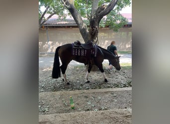 Caballo cuarto de milla, Caballo castrado, 5 años, 153 cm, Buckskin/Bayo