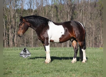 Caballo cuarto de milla, Caballo castrado, 5 años, 153 cm, Tobiano-todas las-capas