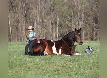 Caballo cuarto de milla, Caballo castrado, 5 años, 153 cm, Tobiano-todas las-capas