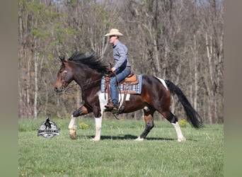 Caballo cuarto de milla, Caballo castrado, 5 años, 153 cm, Tobiano-todas las-capas