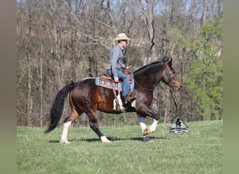 Caballo cuarto de milla, Caballo castrado, 5 años, 153 cm, Tobiano-todas las-capas