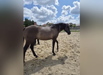 Caballo cuarto de milla, Caballo castrado, 5 años, 154 cm, Grullo