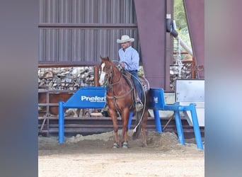 Caballo cuarto de milla, Caballo castrado, 5 años, 155 cm, Alazán rojizo