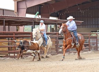 Caballo cuarto de milla, Caballo castrado, 5 años, 155 cm, Alazán rojizo