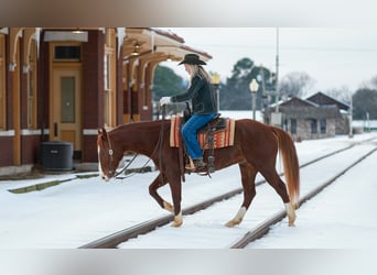 Caballo cuarto de milla, Caballo castrado, 5 años, 155 cm, Alazán rojizo