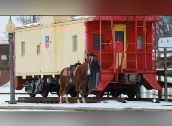 Caballo cuarto de milla, Caballo castrado, 5 años, 155 cm, Alazán rojizo