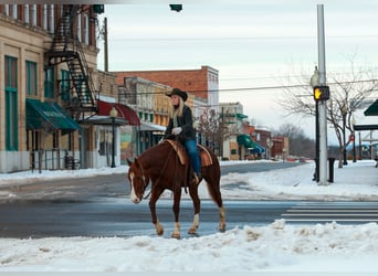 Caballo cuarto de milla, Caballo castrado, 5 años, 155 cm, Alazán rojizo