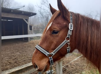 Caballo cuarto de milla Mestizo, Caballo castrado, 5 años, 155 cm, Alazán-tostado