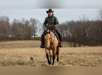 Caballo cuarto de milla, Caballo castrado, 5 años, 155 cm, Buckskin/Bayo