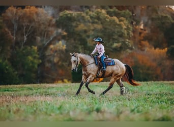 Caballo cuarto de milla, Caballo castrado, 5 años, 155 cm, Buckskin/Bayo