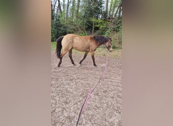 Caballo cuarto de milla Mestizo, Caballo castrado, 5 años, 155 cm, Buckskin/Bayo