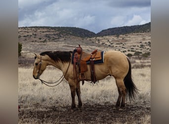 Caballo cuarto de milla, Caballo castrado, 5 años, 155 cm