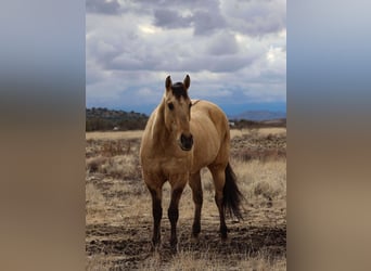 Caballo cuarto de milla, Caballo castrado, 5 años, 155 cm