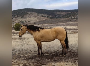 Caballo cuarto de milla, Caballo castrado, 5 años, 155 cm
