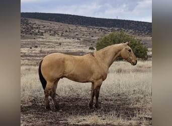 Caballo cuarto de milla, Caballo castrado, 5 años, 155 cm