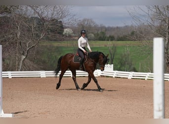 Caballo cuarto de milla Mestizo, Caballo castrado, 5 años, 155 cm, Castaño rojizo