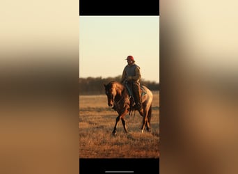 Caballo cuarto de milla, Caballo castrado, 5 años, 155 cm, Castaño-ruano