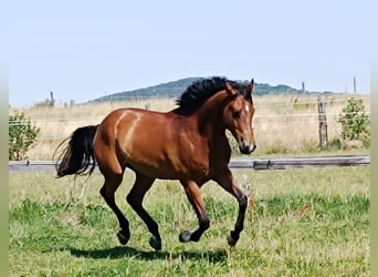 Caballo cuarto de milla, Caballo castrado, 5 años, 155 cm, Castaño