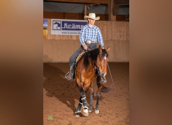 Caballo cuarto de milla, Caballo castrado, 5 años, 155 cm, Castaño