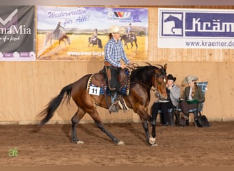 Caballo cuarto de milla, Caballo castrado, 5 años, 155 cm, Castaño