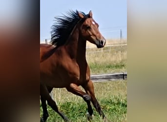 Caballo cuarto de milla, Caballo castrado, 5 años, 155 cm, Castaño