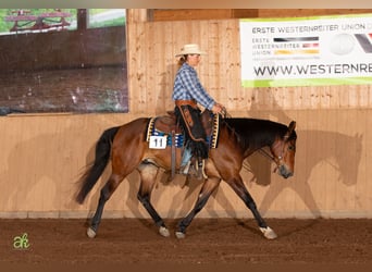 Caballo cuarto de milla, Caballo castrado, 5 años, 155 cm, Castaño