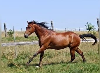 Caballo cuarto de milla, Caballo castrado, 5 años, 155 cm, Castaño