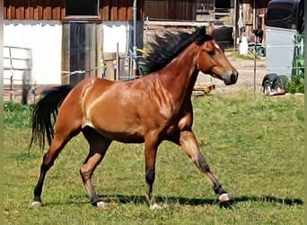 Caballo cuarto de milla, Caballo castrado, 5 años, 155 cm, Castaño