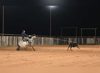 Caballo cuarto de milla, Caballo castrado, 5 años, 155 cm, Grullo