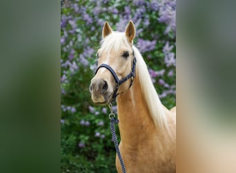 Caballo cuarto de milla Mestizo, Caballo castrado, 5 años, 155 cm, Palomino