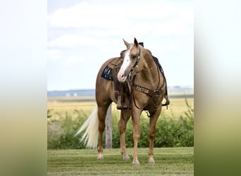 Caballo cuarto de milla, Caballo castrado, 5 años, 155 cm, Palomino