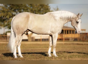 Caballo cuarto de milla, Caballo castrado, 5 años, 155 cm, Palomino