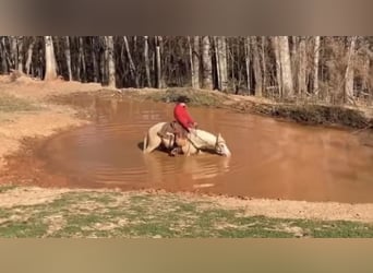 Caballo cuarto de milla, Caballo castrado, 5 años, 155 cm, Palomino