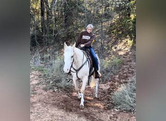 Caballo cuarto de milla, Caballo castrado, 5 años, 155 cm, Palomino