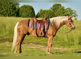 Caballo cuarto de milla, Caballo castrado, 5 años, 155 cm, Palomino