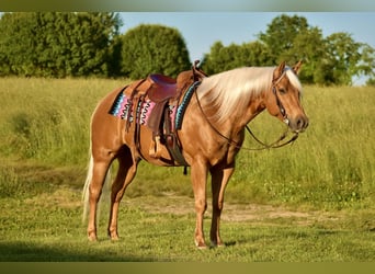 Caballo cuarto de milla, Caballo castrado, 5 años, 155 cm, Palomino