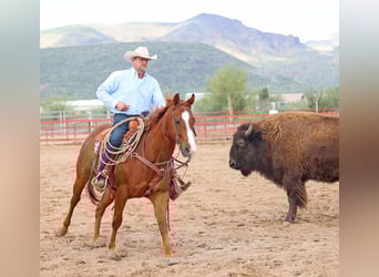 Caballo cuarto de milla, Caballo castrado, 5 años, 155 cm