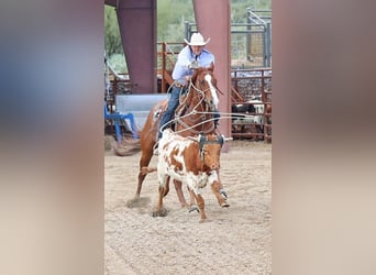 Caballo cuarto de milla, Caballo castrado, 5 años, 155 cm